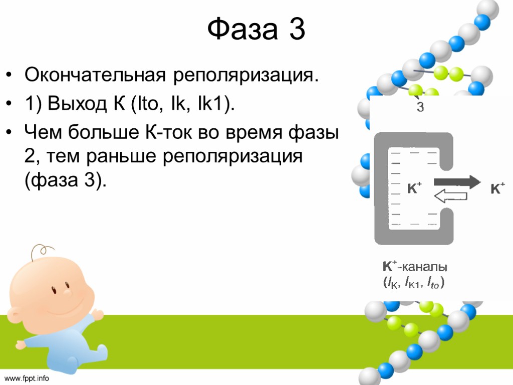 Фаза 3 Окончательная реполяризация. 1) Выход К (Ito, Ik, Ik1). Чем больше К-ток во